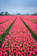 © Sonny - Rows of pink tulips in The Netherlands, During Spring.
