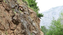 Mountain Goat Climbing Grazing Steep Cliff Asturias Northern Spain