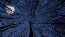 Night Sky In The Forest With Stars And Moon