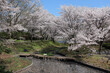 立岡自然公園	桜咲く風景