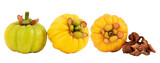Dried slices and fresh garcinia fruits on transparent background.