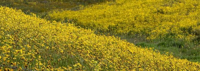 Field of Yellow Wildflowers Carrizo Plains