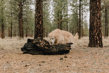 Golden Retriever Dog In The Forest Near Bend Oregon And Sisters Oregon 