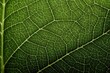 © Man888 - green leaf texture