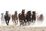 Fototapeta Konie - group of horses in field