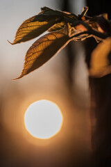 Wall Mural - fresh leaves on a branch in spring with sun behind, close-up.