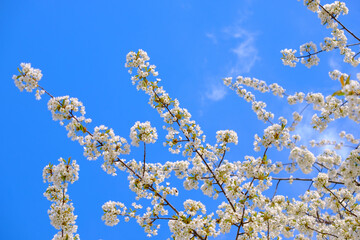 Wall Mural - branches of blossoming cherry white flowers on blue sky background, close-up.