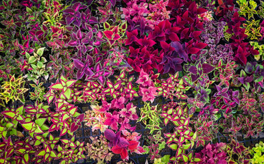 Wall Mural - colorful plant wall beautiful plant in pot, coleus many kinds red green purple and pink leaves of the coleus plant, Plectranthus scutellarioides