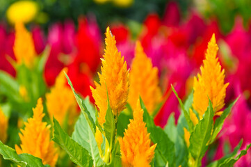 Canvas Print - celosia plumosa or Pampas Plume Celosia flowers blooming in the garden yellow flowers