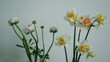 Ranunculus and daffodil garden flowers