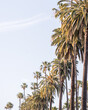 California Palm Trees Against Blue Sky