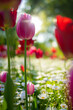 Captivating Colors: A Breathtaking Display of Bright Blooming Tulips