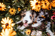 Bernedoodle Puppy in Flower Garden