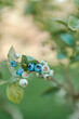 Macro Photograph of a Blueberry Bush