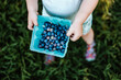 Toddler holding container of blueberries
