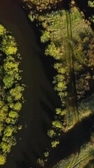Wall Mural - Flat View Aerial View Green Forest Woods And Curved River Landscape In Sunny Spring Day. Top View Of Rivers Nature From Attitude In Spring Season. Drone Flight View