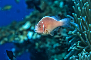 Wall Mural - small colorful coral fish on the reef underwater tropical wildlife