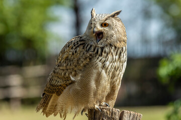 Poster - Eurasian eagle-owl