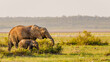 Elephant ( Loxodonta Africana) with calf eating, Amboseli National Park, Kenya.