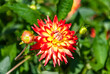 Closeup image from a dahlia flower in the sun