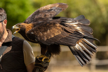 Poster - Golden eagle