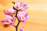 Fototapeta Kwiaty - Small twig of orchid and plank background