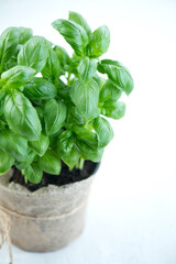 Wall Mural - Basil plant growing in a pot. Close-up of fresh basil leaves in rustic pot on a table. Green flavoring. Fresh Basil. Nature healthy. Condiment concept. Mediterranean, Italian cuisine. Vertical image 