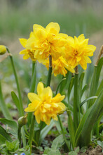 Group Of Yellow Mini Daffodils With Filled Corona.