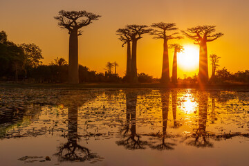 Wall Mural - Beautiful Baobab trees at sunset at the avenue of the baobabs in Madagascar.