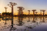 Fototapeta  - Beautiful Baobab trees at sunset at the avenue of the baobabs in Madagascar.