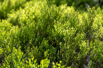 Poster - Sun Highlights Tips of Green Leaves In Afternoon Light