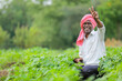 © SDV Ads - Cowpea Seeds farming, happy indian farmer, poor farmer