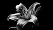 black and white Iris photography macro - by generative ai