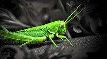 Grasshopper Spirit Animal - By Generative Ai