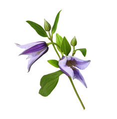 Wall Mural - twig of purple flowers and buds of clematis isolated on white or transparent background