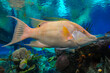 Hog fish (Lachnolaimus maximus), adult tropical fish in marine aquarium