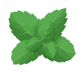 Wall Mural - Mint leaf isolated on white background