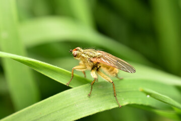 Wall Mural - Light-colored onion fly on a leaf.