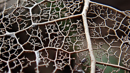 fallen leaf background. beautiful texture - black and brown - macro