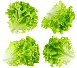 Wall Mural - salad, lettuce leaf, isolated on white background, full depth of field