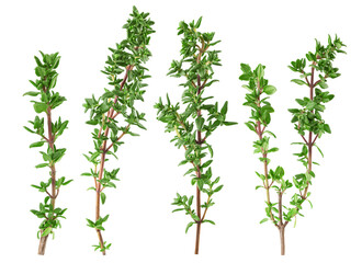 Wall Mural - Thyme isolated on white background, full depth of field