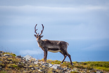 Wild reindeer in the tundra of Norway with mountains on the  background