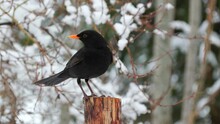 Blackbird Male On Pole Alert Fly Away Winter Scenery Natural World Norway
