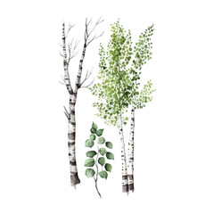 Wall Mural - Watercolor birch trees Russia tree Design element for wallpapers, web site background Vector illustration.