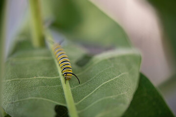 Wall Mural - monarch caterpillar on a leaf