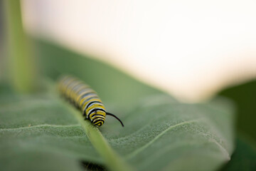 Wall Mural - monarch caterpillar on a leaf