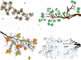 Wall Mural - four seasons tree branches isolated on white