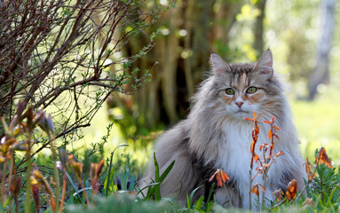 Wall Mural - Norwegian forest cat female outdoors in spring