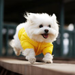 white fluffy puppy dog jumping on a running track wearing yellow competition outfit, Generative AI