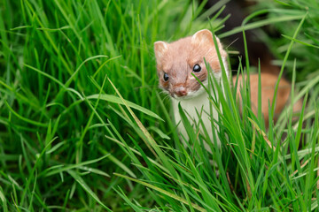 Wall Mural - stoat in springtime, scientific name: mustela erminea, facing front and hunting in natural grassy ha